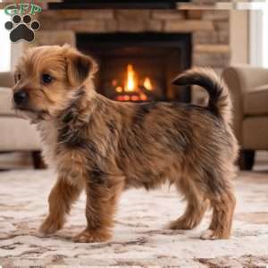 Riley, Morkie / Yorktese Puppy